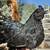 AYAM CEMANI CHICKS 4 thumbnail