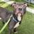 Foster or Adopter Needed - Super sweet 3yr old Family dog - SOS 2 thumbnail