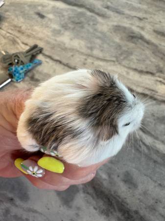 Hamster (Des Moines)63671554858241120
