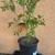 5 gal FRUITING Chocolate Sprinkles Cherry Tomato Plants DELICIOUS! 3 thumbnail