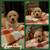Golden Retriever Puppies 1 thumbnail