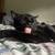 Rehoming young cat 4 thumbnail