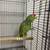 parrot 2 thumbnail