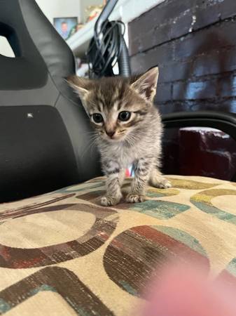 Kittens Main coon mix free (Birmingham)63985848886147120