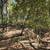 Residential - Custom Home Site - Located in Orinda, "El Toyonal" 7 thumbnail