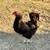 ●●●●●YOUNG HENS FOR SALE! 5 thumbnail