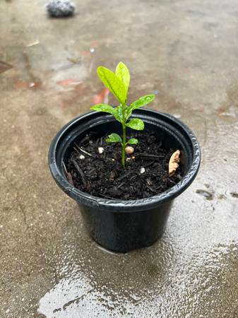 Tangerine 🍊 Plant - $1663470802472835120