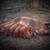 Feeder Pigs 1 thumbnail