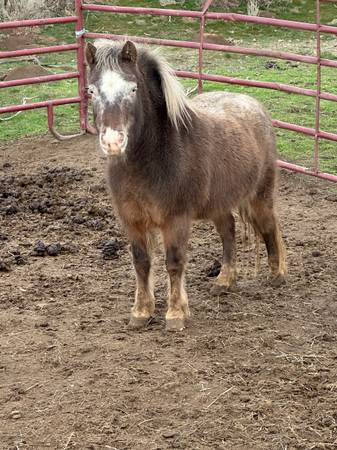 miniture ponies 1