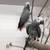 African grey 2 thumbnail