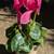 Cyclamen 11 thumbnail