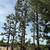 (Gonzalez Bros Tree Services ), Palm and, Trees Trimming Tree services 4 thumbnail
