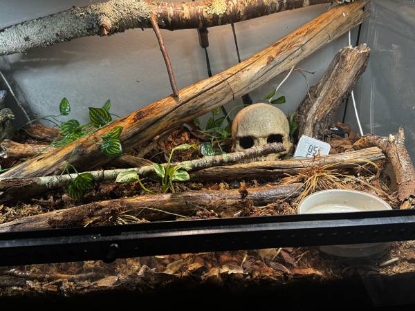 Male Conda 100% het Albino Hognose (Cumming)63739435136513121