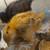Rehoming 3 Baby Chicks, Olive Egger / Silkie mix 3 thumbnail