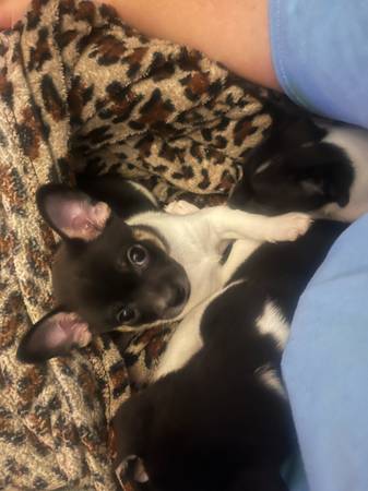 Small chihuahua puppies for rehoming (Gulfport)63801771370497122