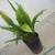 Cast Iron Plants 1 thumbnail