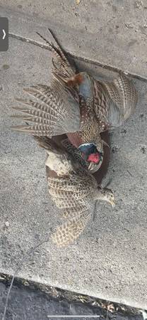 Taxidermy Pheasants!! $100 for both!! 1
