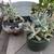 A tray of ghost plant succulents in 6 cute mini ceramic pots 3 thumbnail