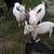 Nigerian Dwarf goats. kids 7 thumbnail