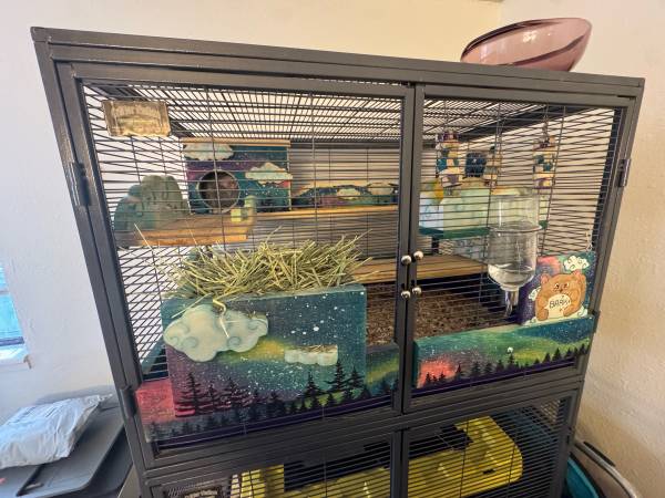 Beige Chinchilla with beautiful custom cage $300 (Okemos)63934970416131123