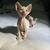Sweet kittens 5 thumbnail