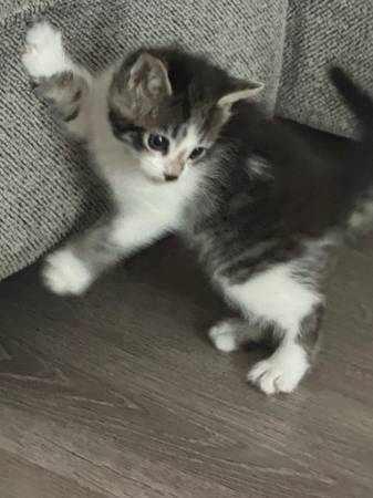 Kittens (Kent)63862434704513120