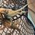 Bearded Dragon Baby's 2 thumbnail
