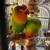 Rehoming Love Birds 9 thumbnail