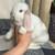 Holland Lop Bunny Rabbit 2 thumbnail