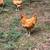 Buff orpington chickens 2 thumbnail