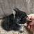 Netherland Dwarf Bunny - Black Otter 4 thumbnail