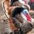 Heritage Turkey Poults 10 thumbnail