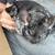 2 chinchillas M&F 2 thumbnail
