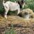 Kiko goats 3 thumbnail