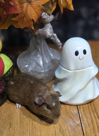 Guinea pigs free, and babies (Cambridge)63906251567491122