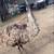 Emus for sale 5 thumbnail