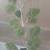 Topiary juniper with multiple balls tree 6 thumbnail