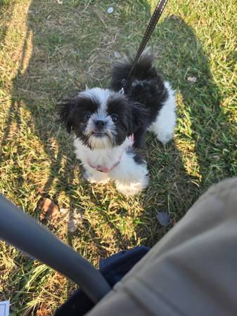 Rehoming my shih tzu imperial (hayward / castro valley)63928842581890122