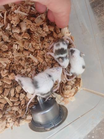 ratones Dálmata gratis gratis para buen hogar 4 ratones gratis63839343242755122