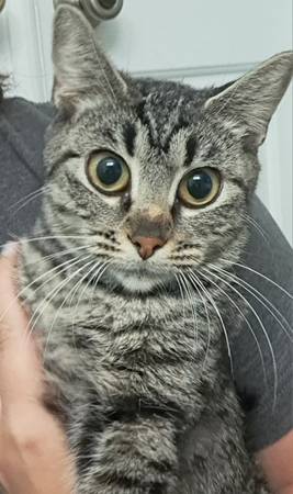 Very sweet tabby cat needs her forever home (HARKER HEIGHTS)63839344706945124