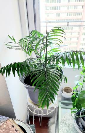 3 Healthy plants in one large pot 1