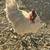 Chickens roosters 5 thumbnail