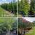Podocarpus ligustrum areca firebush ixora clusia palm 1 thumbnail