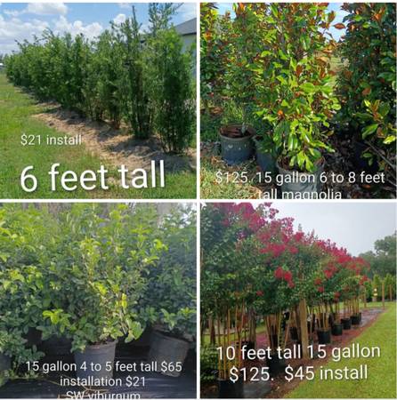 Podocarpus ligustrum areca firebush ixora clusia palm 1