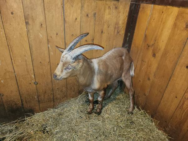 Goats, pigs, rabbits 1