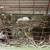 Guinea pigs 2 thumbnail