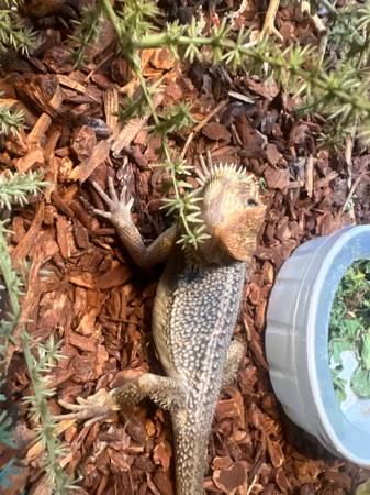 Juvie Male Red Trans Thunderbolt Paradigm Beardie63382806812035124