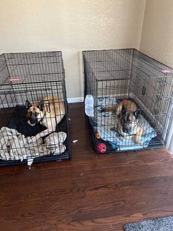 Rehoming de dos hermanos belgas Malinois (Tracy)63469793598723122