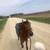 Broke, Trail ridden, Arabian Gelding 23 thumbnail