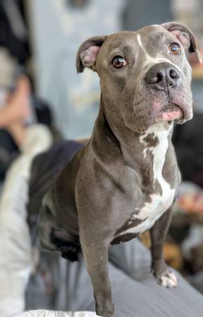 Need a blue nose puppy daddy 1